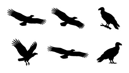 Fototapeta premium Bird Silhouettes, Vulture Vector Icons, Raptor Flying Poses, Wildlife Graphic Elements
