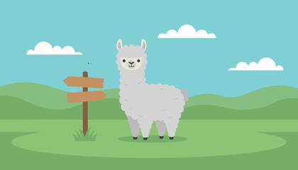 Fototapeta premium Fluffy white alpaca stands in a green mountain meadow next to a wooden signpost under a blue sky with soft white clouds.
