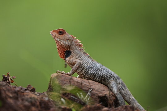 Oriental Garden Lizard, Calotes versicolor, resting on a tree branch with its characteristic reddish head and textured body against a blurred green background.