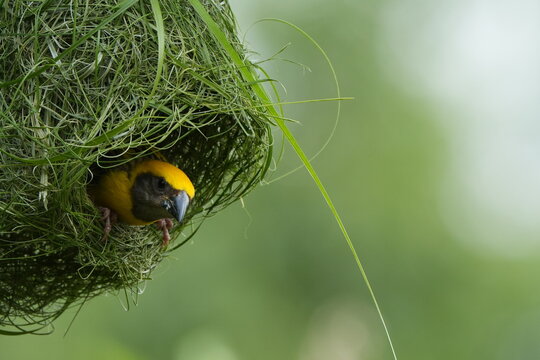 Male Baya Weaver, Ploceus philippinus, visible inside its intricately woven hanging nest, highlighting natural bird nesting behavior.