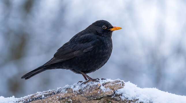 A male blackbird with an orange beak standing on a piece of wood in a bright snowy winter forest
