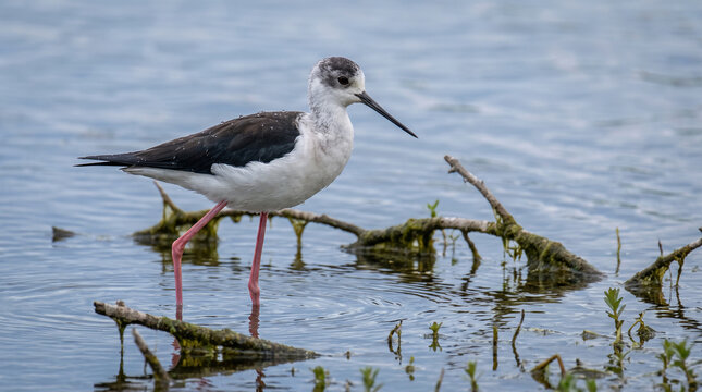 Black-winged stilt bird standing on a thin branch in a shallow pond with calm water
