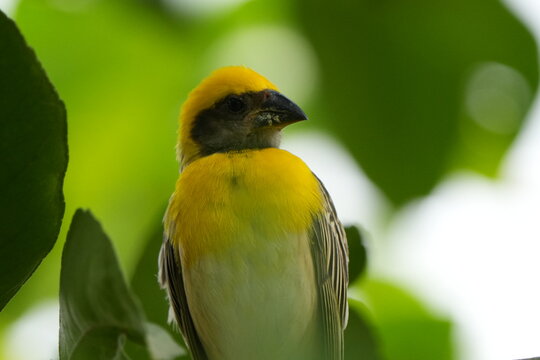 Close-up wildlife photograph of a male Baya Weaver, Ploceus Philippinus, showing its bright yellow crown and brown plumage against a soft green natural background.