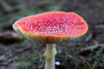 Closeup of a group of colorful Amanita Muscaria (Fly agaric) mushrooms in autumn. © Silviu