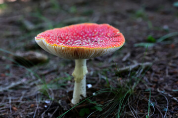Fototapeta premium Closeup of a group of colorful Amanita Muscaria (Fly agaric) mushrooms in autumn.