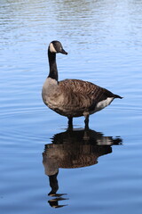 canada goose (branta canadensis) knee deep and out for a paddle © Bob Riches