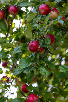 Autumn harvest of ripe red apples on a tree branch with water droplets.