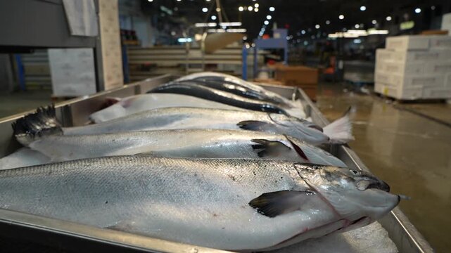 Fresh raw tuna fish displayed on wooden pallets in a commercial wholesale seafood market for processing and distribution.
