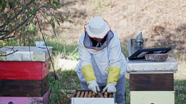 Beekeeper woman using hive tool on wooden frame
