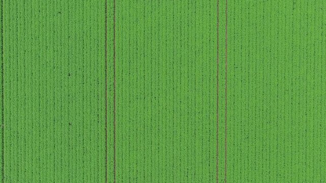 Green harvest in field. Summer green field. Agricultural aerial landscape. Green crop agricultural farm landscape. Harvesting and agriculture. Crop plantation at farm. Agriculture and cultivation