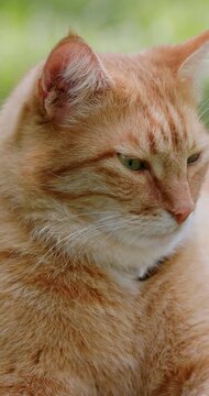 Close up portrait of ginger cat resting on green grass in sunlight