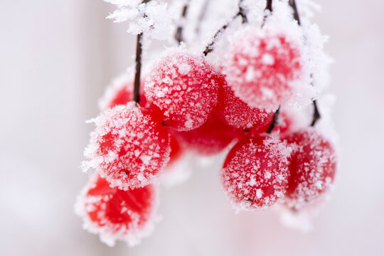 Rote Vogelbeeren mit Raureif bei Frost am Lech bei Landsberg