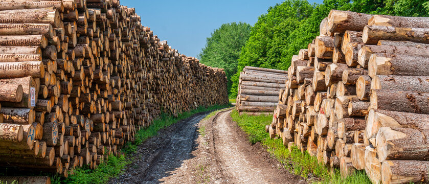 Lagerplatz von Baumst&auml;mmen f&uuml;r die Holzwirtschaft
