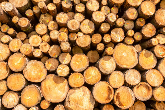 Lagerplatz von Baumst&auml;mmen f&uuml;r die Holzwirtschaft