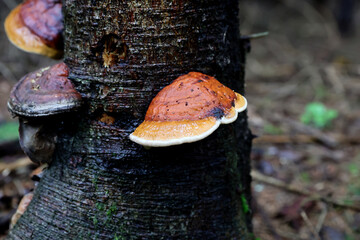 Close-up of the red-belted polypore, Fomitopsis pinicola. Fungus on a tree trunk in the forest in spring season. © Silviu