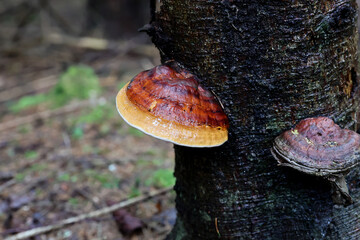 Close-up of the red-belted polypore, Fomitopsis pinicola. Fungus on a tree trunk in the forest in spring season. © Silviu
