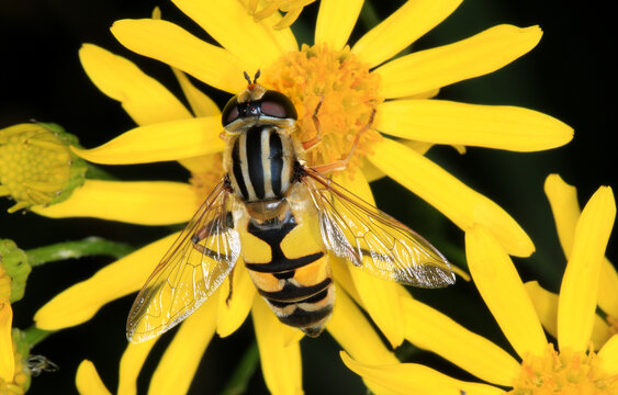 Gro&szlig;e Sumpfschwebfliege, mit einer K&ouml;rperl&auml;nge bis 18 Millimetern eine der gr&ouml;&szlig;ten mitteleurop&auml;ischen Schwebfliegenarten, wespen&auml;hnliche Warnf&auml;rbung.