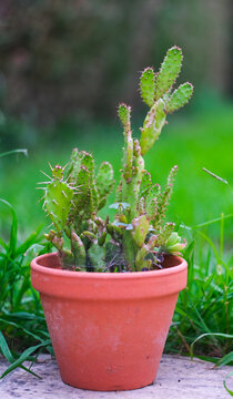 Cactus opuntia en pot de terre cuite pose dans un jardin sur fond vert flou