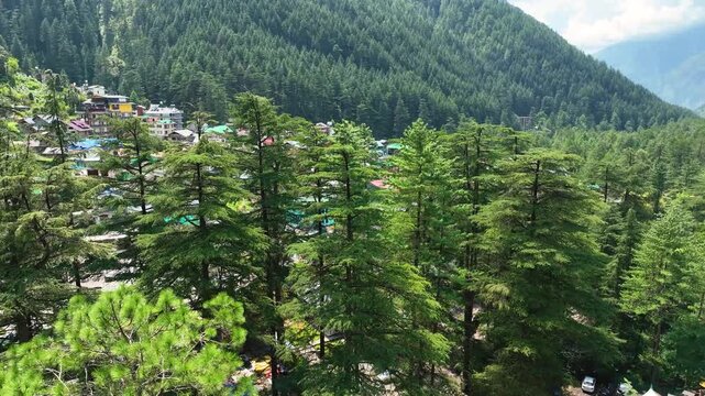 Cinematic vertical ascent over a dense pine tree canopy revealing Kasol town nestled in the Parvati Valley, a prime trekking destination in Himachal Pradesh, India.