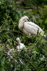 White waterbird adult preening on nest with chick amid dense green marsh vegetation and reed-lined wetland © PIC by Femke