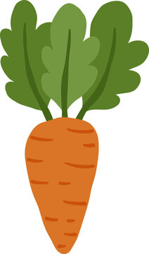 cute orange carrot vegetable food with leaf vector cartoon illustration
