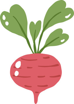 cute beetroot vegetable food vector cartoon illustration