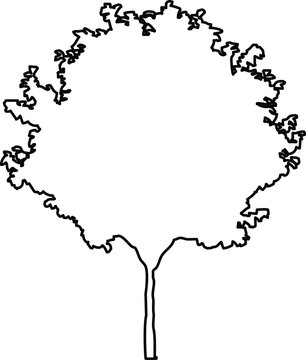 Simple black outline of a deciduous tree silhouette