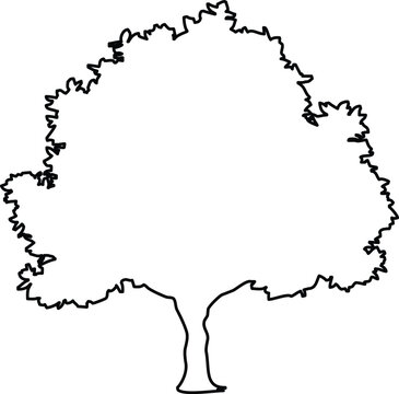 Simple line art illustration of a deciduous tree silhouette with a rounded canopy and thick trunk