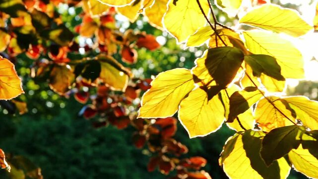 Romantic autumn mood with colorful leaves in fall shine bright in the sunlight with orange, red and yellow colors as beautiful side of nature in indian summer season with warm colors and macro leaf