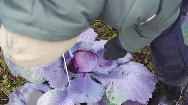 Top view shows a dedicated farmer and organic producer harvesting red cabbage in an autumn field. The diligent crop inspector carefully cuts the vegetable, ensuring quality control of the harvest.