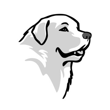 Pyrenean Mountain Dog Illustration.