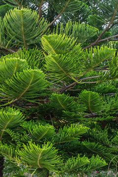 Lush Norfolk Island Pine Foliage Close-Up Showing Layered Evergreen Branches and Needle Texture