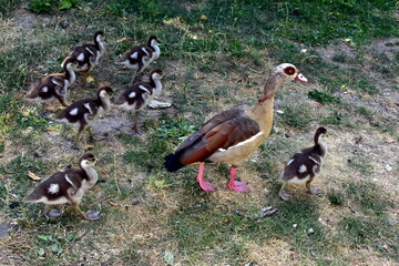 Nilgansfamilie auf trockenem Gras © christiane65