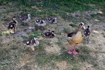 Nilgansfamilie auf trockenem Gras © christiane65