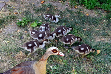 Nilgansfamilie auf trockenem Gras © christiane65