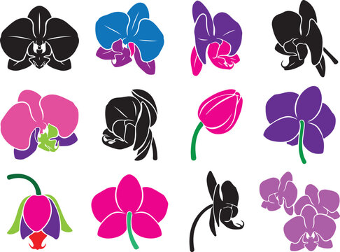 Stylized orchid and tulip flower icons in colorful variations