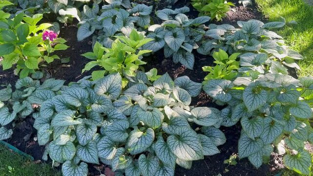 Silver brunnera leaves swaying gently in the breeze