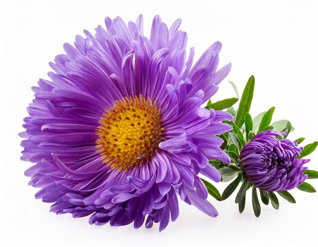 purple aster flowers branch isolated