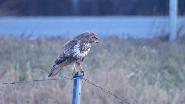 Common Buzzard observing its surroundings at sunset, hunting behavior at the forest edge in a frosty German winter landscape