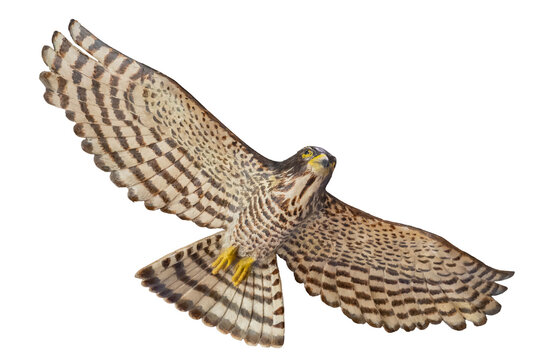 Top view of a hand-carved wooden goshawk sculpture in flight with wings spread, isolated on a white background.