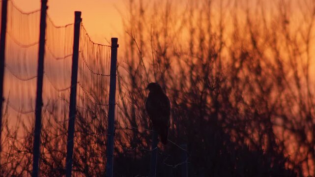 Common Buzzard observing its surroundings at sunset, hunting behavior at the forest edge in a frosty German winter landscape