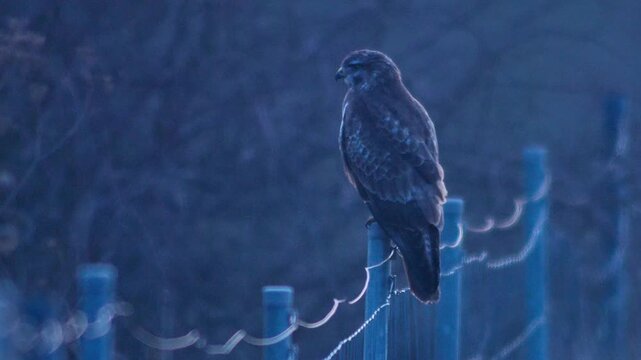 Common Buzzard observing its surroundings at sunset, hunting behavior at the forest edge in a frosty German winter landscape