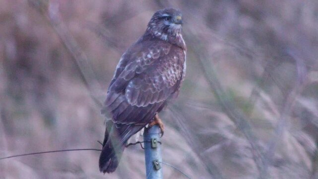 Common Buzzard observing its surroundings at sunset, hunting behavior at the forest edge in a frosty German winter landscape