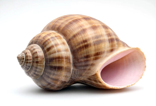 Beautiful spiral conch shell with intricate patterns and soft pink interior isolated on transparent background