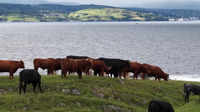 Cows at St Johns Point in County Donegal - Ireland