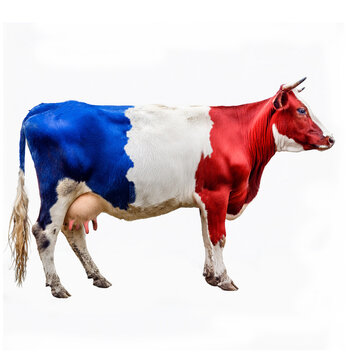 France, bleu, blanc, rouge, drapeau, appartenance, viande, lait, vache laiti&egrave;re, ferme, b&eacute;tail, vecteur, agriculture, mollet, mammif&egrave;re, gazon, exploitation laiti&egrave;re, taureau, nature, champ, joli, boe