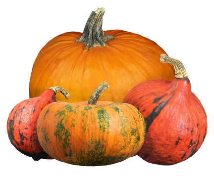Arrangement of colorful pumpkins for Halloween
