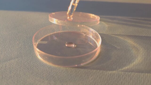 Laboratory work with petri dish and pipette for scientific testing