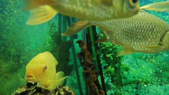 Colorful fish swim in an aquarium filled with plants and rocks at an aquarium in the afternoon