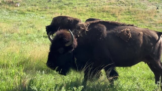 Close-up of a wild American bison in Custer State Park, South Dakota.